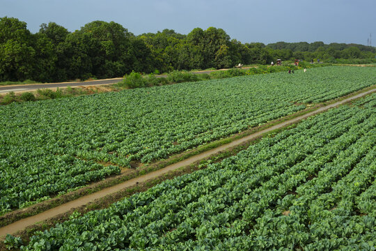 Kamaro Sharif, Pakistan - 31 August 2015: View of a lush green vegetable field with irrigation channels and trees in the background under a clear sky.