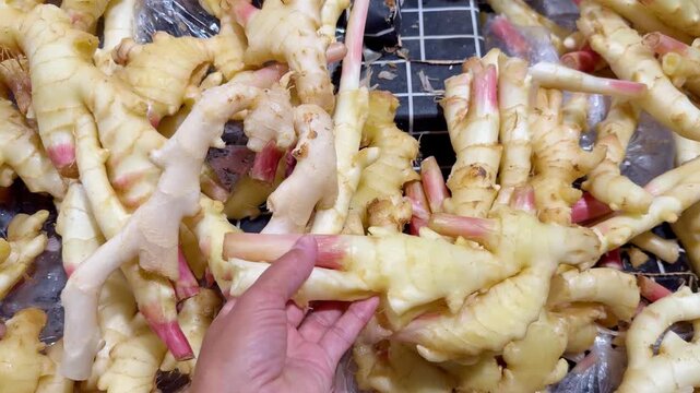 Fresh Ginger Roots Stacked at Supermarket Vegetable Counter &ndash; Young and Mature Ginger Varieties Ready for Customers