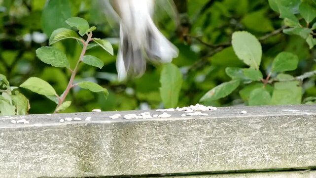 A female chaffinch (Fringilla coelebs) sits on a wooden fence eating seeds left out for the birds. Having eaten, she flies away.