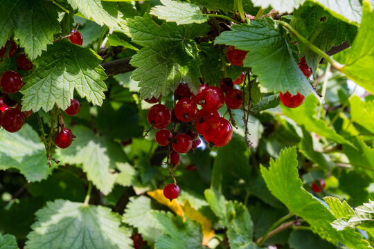 A bountiful cluster of red currants hanging heavily on a branch among green leaves. Bright sunlight reflects off the juicy berries in a vibrant summer garden scene.