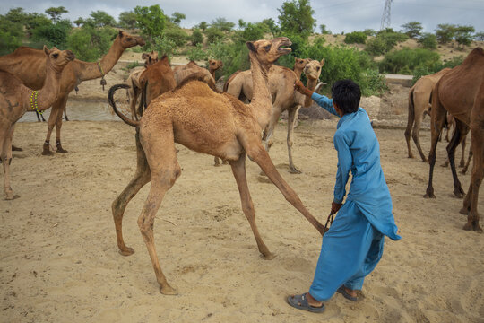 Mithi, Sindh, Pakistan - 23 August 2015: View of a man in blue traditional clothing interacting with a young camel in a sandy desert with a herd of camels in the background.