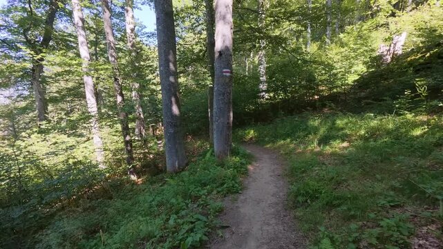 Scenic Narrow Path Winding Through Dense Beech Forest