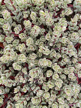 Close-up view of dense small variegated succulent foliage with delicate rounded leaves, creating a natural green and white botanical texture.