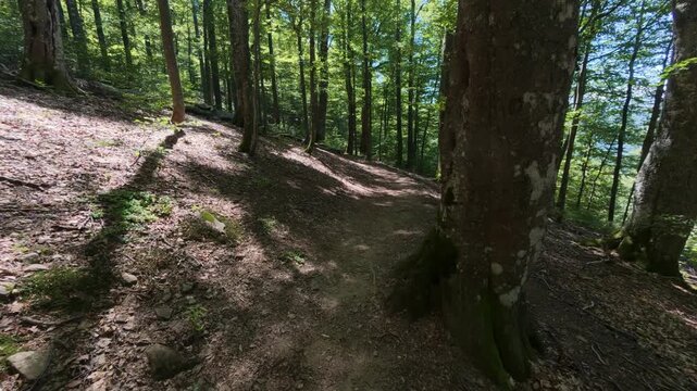 Scenic Narrow Path Winding Through Dense Beech Forest