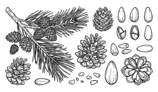 Cedar Tree Branch Hand Drawn Botanical Vector Set with Pine Cones Needles Whole Shelled Nuts and Kernels Elements for Winter Holiday and Organic Food Designs