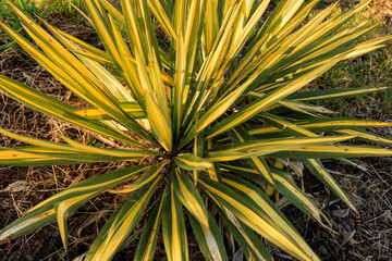 Palmlilie -  Yucca flaccida 'Golden sword' © Winfried Rusch