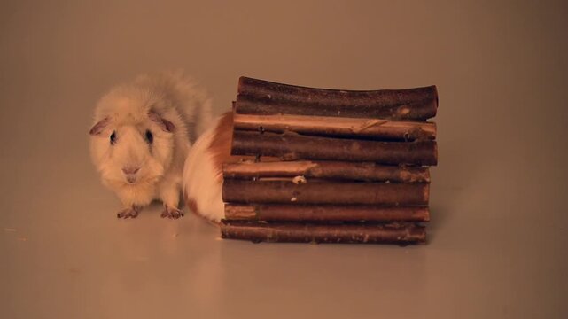 meerschweinchen tier natur nager tunnel 3