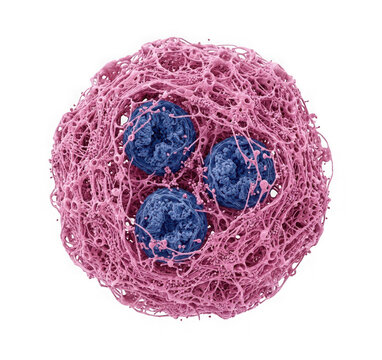 Microscopic view of a cell structure with three blue nuclei encased in a complex pink fibrous network isolated on white isolated on transparent background