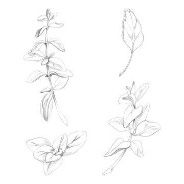 Marjoram leaves, spinach, oregano or sage, fresh culinary plants illustrated with graphite texture. Hand drawn for farm-to-table articles, sustainable agriculture publications, organic farming guides