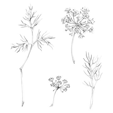Dill, yarrow, Cosmos or chamomile, flowering medicinal plants finely detailed blossoms, foliage. Hand drawn pencil illustration. Botanical field guides, ecological studies, wildflower identification