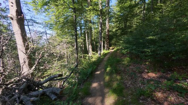 Scenic Narrow Path Winding Through Dense Beech Forest