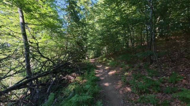 Scenic Narrow Path Winding Through Dense Beech Forest