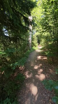 Scenic Narrow Path Winding Through Dense Beech Forest