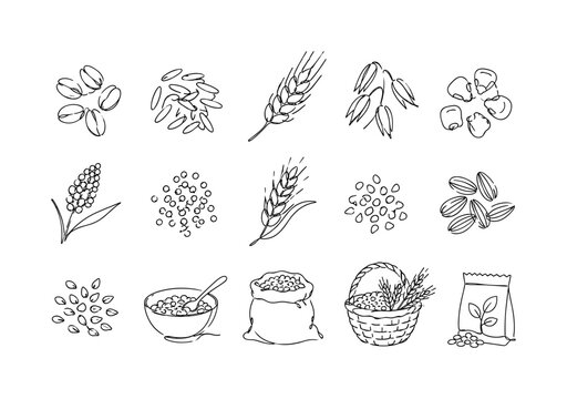 Harvest Grains Sketches, one-line drawing set of exactly 15 hand-drawn agricultural icons arranged in staggered rows: wheat kernels, long-grain rice, barley head, oat grains, corn kernels, millet