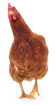Brown hen chicken isolated on a white background.