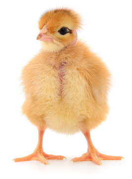 Small yellow baby chick standing isolated on a white background.