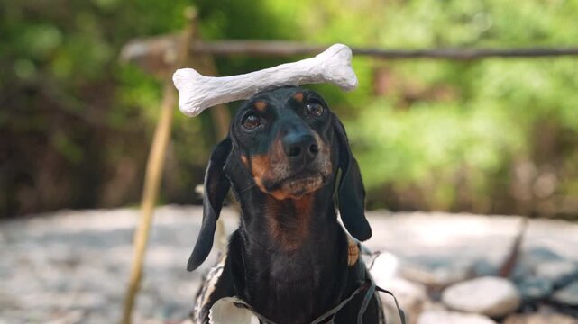 A black and tan dachshund dog sits balancing a large bone toy on its head outdoors near sticks and pebbles, a playful concept of pet obedience and training.