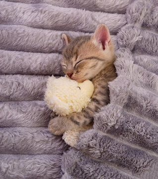 Cute sleeping kitten wrapped in a soft grey fluffy blanket hugging a small teddy bear toy.