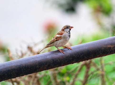 house sparrow bird sitting in nice blur background HD