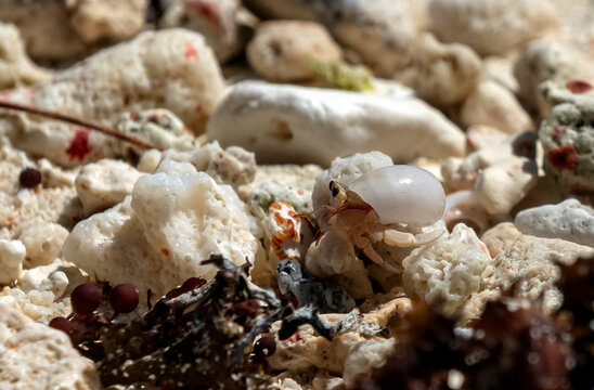 Petit Crabe de plage - pinnoth&egrave;re