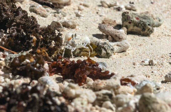 Petit Crabe de plage - pinnoth&egrave;re