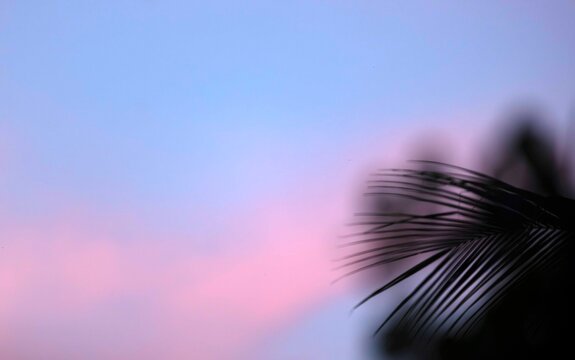 Ombre de palme de cocotier au ciel bleu et rose