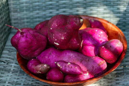 Patate douce, Ipomoea batatas