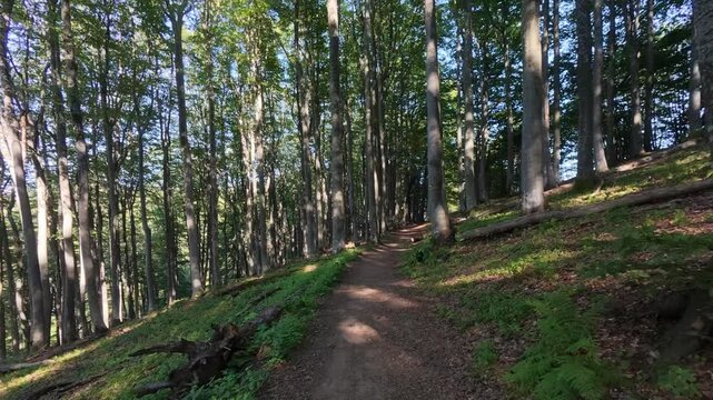 Scenic Narrow Path Winding Through Dense Beech Forest