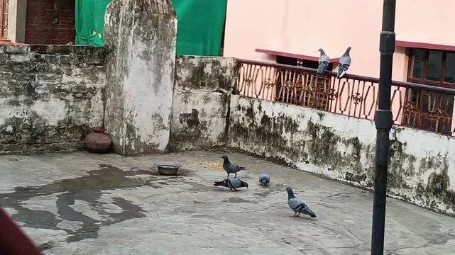 A flock of rock pigeons peck at scattered grains and walk around a concrete residential terrace with a water bowl, clay pot, and old rustic boundary wall in the background.
