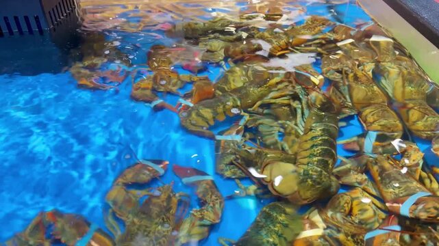 Supermarket Live Seafood Display &ndash; Fresh Crabs, Lobsters, Prawns, Mussels, Clams and Other Shellfish in Aerated Aquarium 