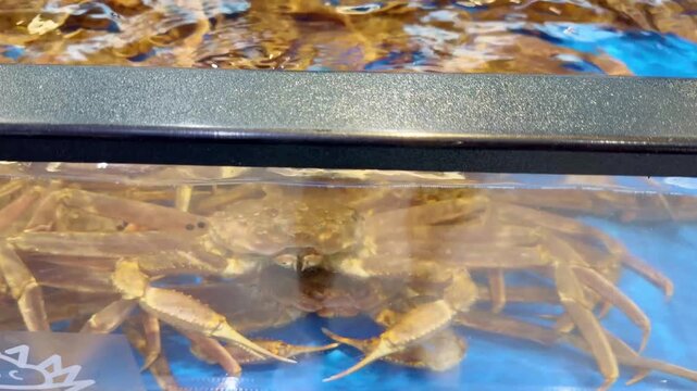 Supermarket Live Seafood Display &ndash; Fresh Crabs, Lobsters, Prawns, Mussels, Clams and Other Shellfish in Aerated Aquarium 