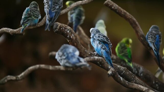 Flock Of Colorful Small Parrots Cleaning Feathers And Includes Budgerigars