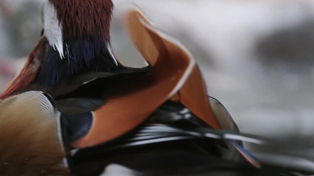 Close-Up Portrait Of A Mandarin Duck Swimming In A Pond