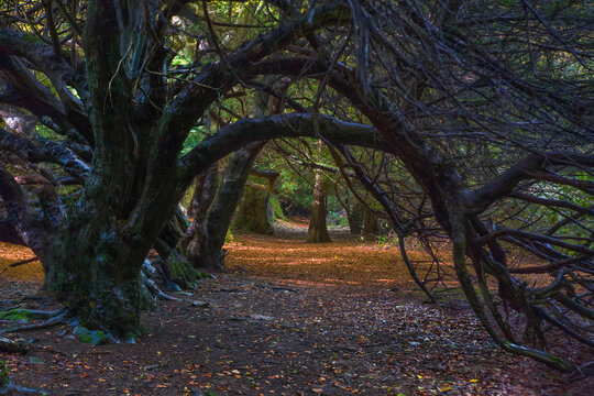 Yew tree tunnel on the Traquair House estate, Innerleithen, Scottish Borders, UK