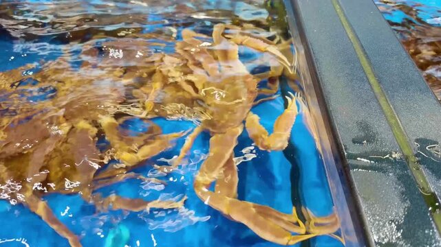Supermarket Live Seafood Display &ndash; Fresh Crabs, Lobsters, Prawns, Mussels, Clams and Other Shellfish in Aerated Aquarium 