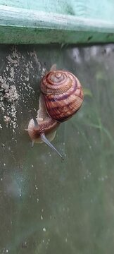 Close-up of a garden snail crawling on a weathered green surface. Detailed spiral shell, tentacles and textured body, natural wildlife scene, slow movement and macro nature concept.