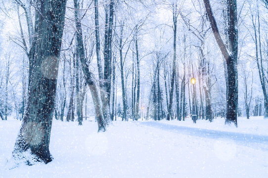 Winter wonderland Christmas landscape with snowy trees along the winter park alley and shining lanterns in the evening