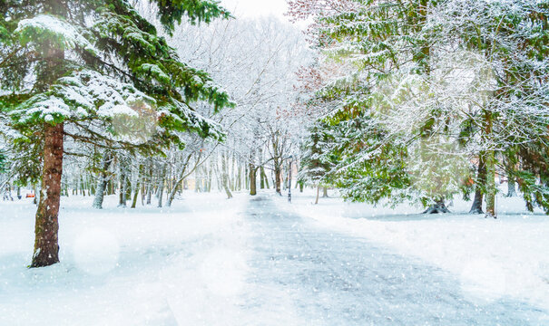 Picturesque winter park alley with spreading pine trees under light snowflakes in Christmas day