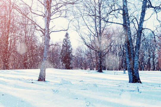 Winter landscape with park covered with snow, sunny winter city park landscape in cold sunny day