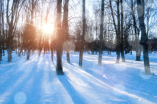 Winter snowy background, winter landscape of city park in sunny day under light falling snow