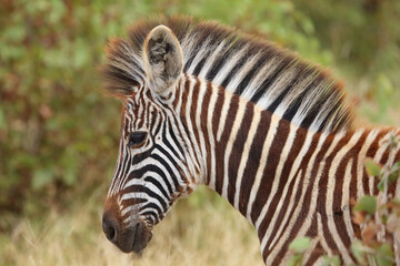 Steppenzebra / Burchell's zebra / Equus quagga burchellii © Ludwig