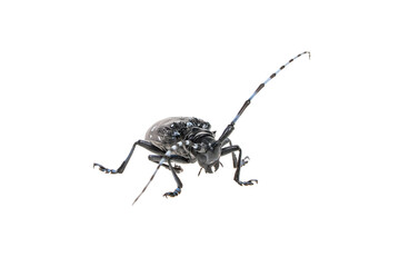 Obraz premium Adult Asian Longhorned Beetle, or starry sky, or sky beetle, or ALB isolated on white
