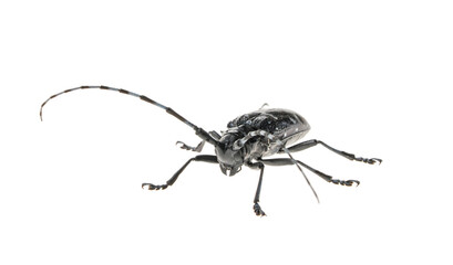 Obraz premium Adult Asian Longhorned Beetle, or starry sky, or sky beetle, or ALB isolated on white