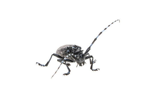 Adult Asian Longhorned Beetle, or starry sky, or sky beetle, or ALB isolated on white