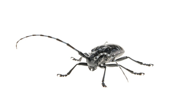 Adult Asian Longhorned Beetle, or starry sky, or sky beetle, or ALB isolated on white