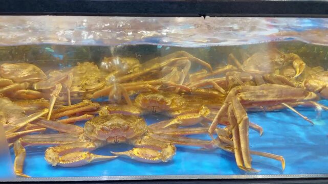 Supermarket Live Seafood Display &ndash; Fresh Crabs, Lobsters, Prawns, Mussels, Clams and Other Shellfish in Aerated Aquarium 