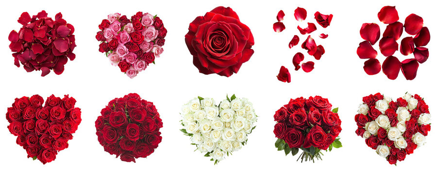 A set of roses, rose bouquets, and petals, isolated on a transparent background PNG