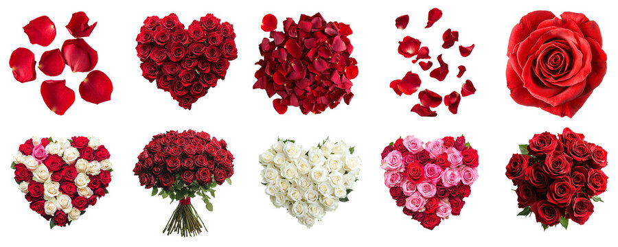 A set of roses, rose bouquets, and petals, isolated on a transparent background PNG