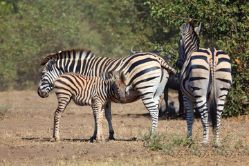 Obraz premium Steppenzebra / Burchell's zebra / Equus quagga burchellii