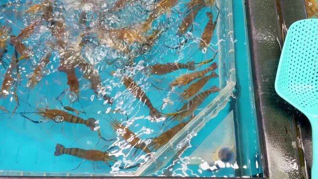 Supermarket Live Seafood Display &ndash; Fresh Crabs, Lobsters, Prawns, Mussels, Clams and Other Shellfish in Aerated Aquarium 